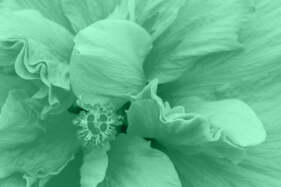 Neo-menta
